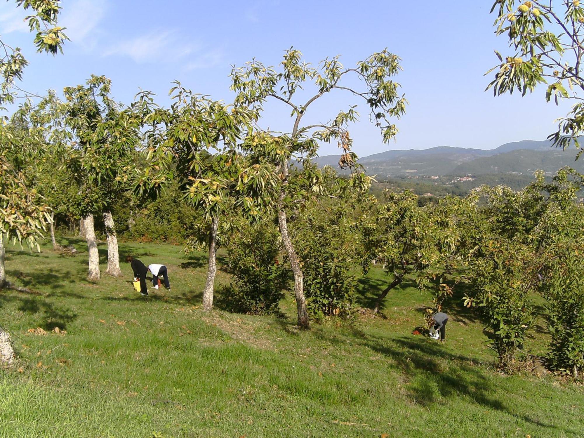 Agriturismo La Casina Villa Caprese Michelangelo Exteriör bild